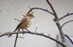 百舌が我が家に