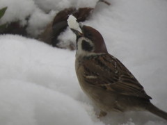 雪？を食べるスズメ