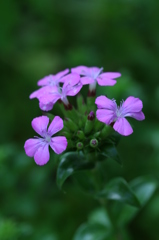 見捨てられても