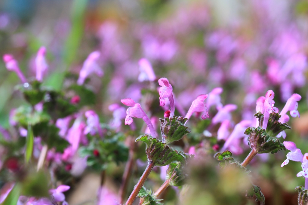 ホトケノザ　その２