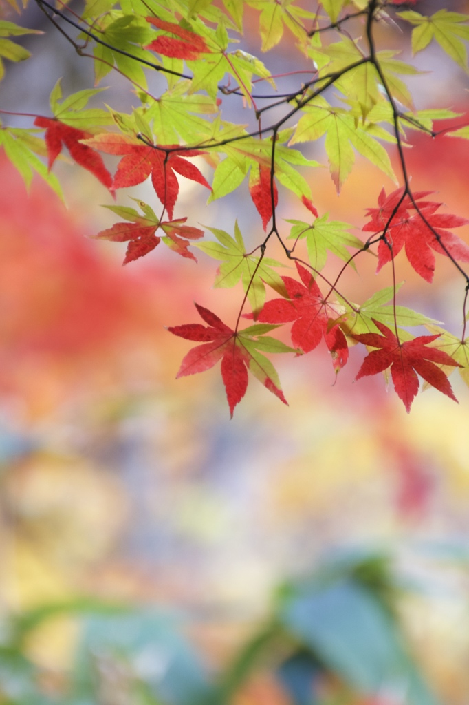 錦秋の奥入瀬　その１