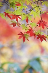 錦秋の奥入瀬　その１