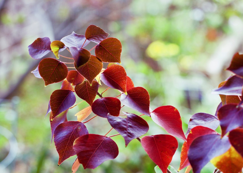 我が家の紅葉