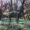 千代田区1丁目1番地の雑木林