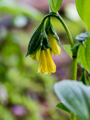 開花は進む　その１