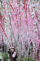 花降る中で　その２