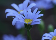 瑠璃雛菊