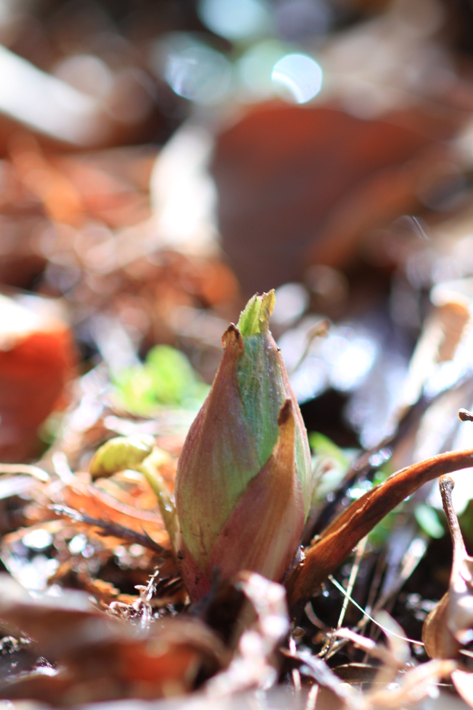春の先駆け　その１