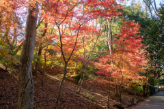 近くの紅葉　その３