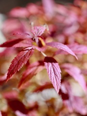 まだまだ紅葉