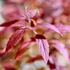 まだまだ紅葉