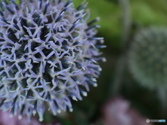 花ネズミ？