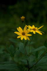 菊芋の花