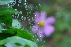 水滴の中の花