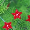 Red stars