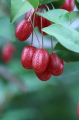 食べごろ　その１