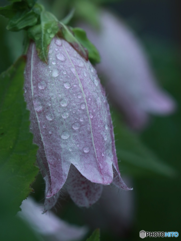 梅雨入り