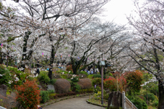 飛鳥山の春　その２