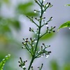 今日も雨　その２