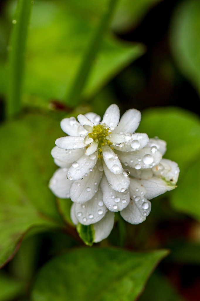 雨上がりの朝　その１