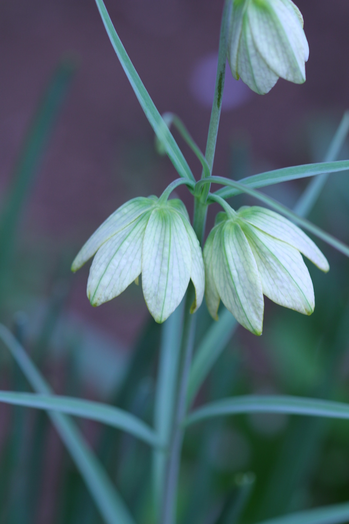 地味な花　その２