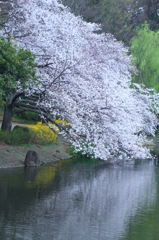 水面に咲く　その１