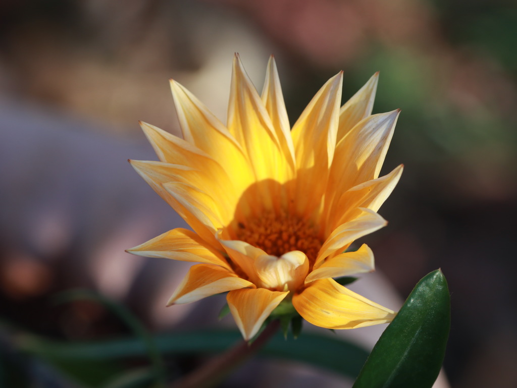 新年を明るく飾る