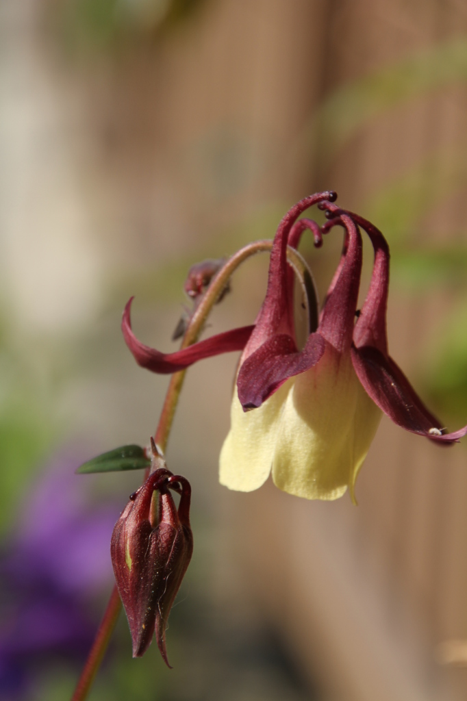 オオヤマオダマキ？