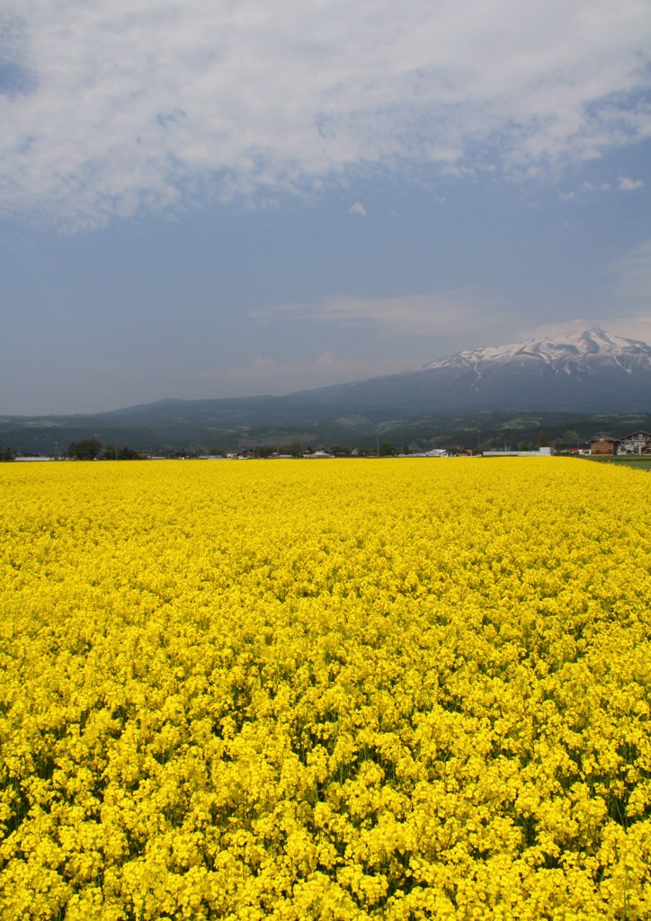 鳥海山麓その３