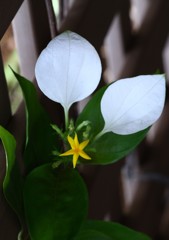 ひっそりと ひっそりと