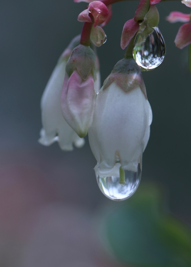 雨上がりの庭で　その２