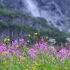 屋根に咲く花　その３