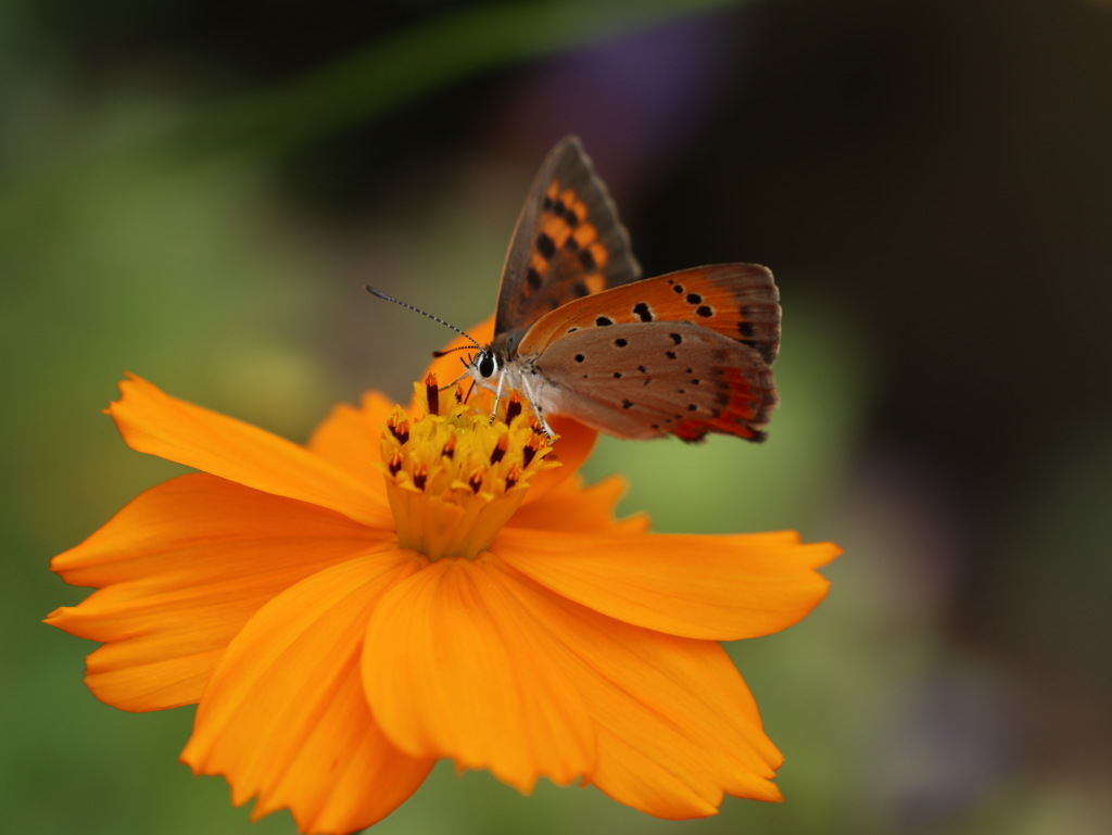 チャンス到来　その１