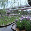 堀切菖蒲園　No.1