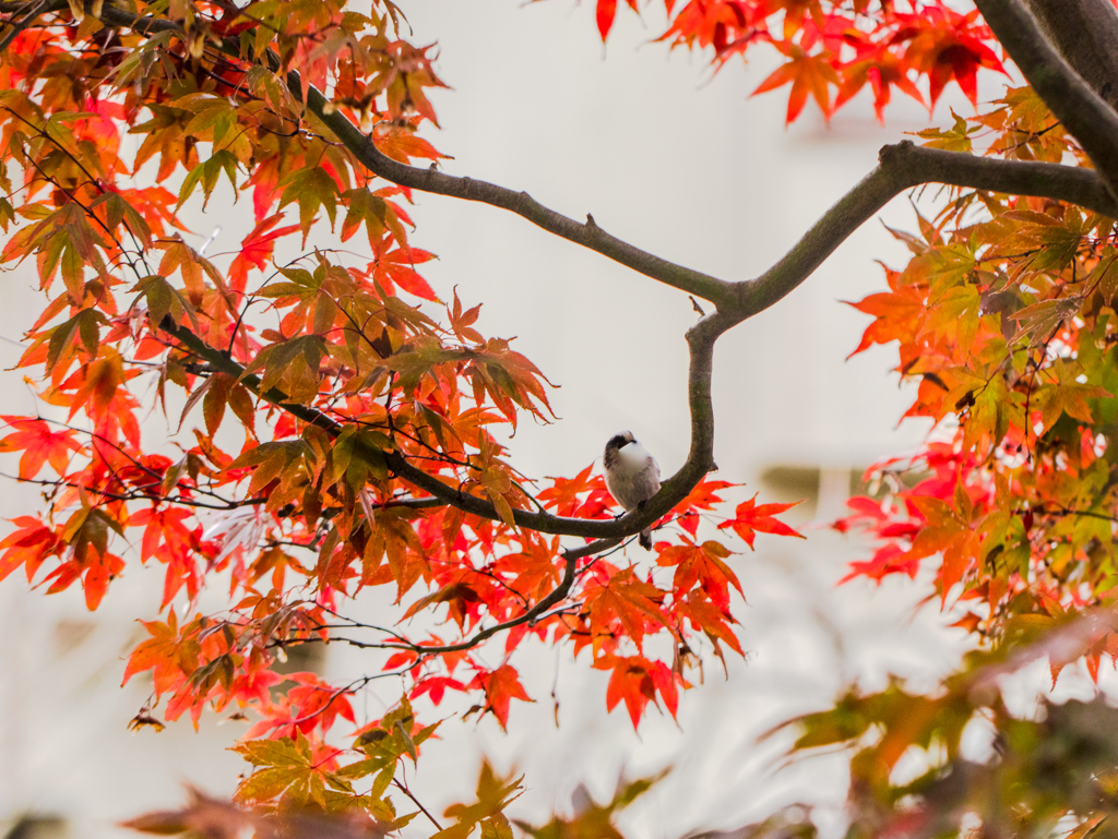 野鳥の季節