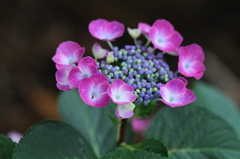 ドラゴン・アイ　その２