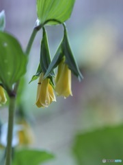 Yellow fairy bells