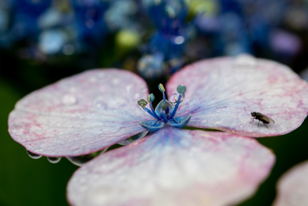 本当の花をもとめて