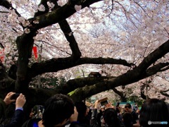 人気者　その１