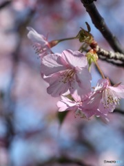 河津桜　その２