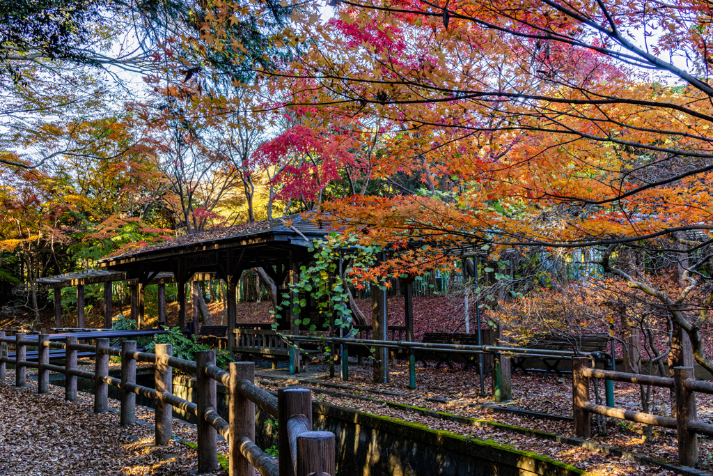 わが町の紅葉　その２