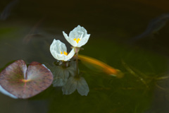 小さな花ですが