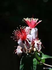 フィジョア　その２