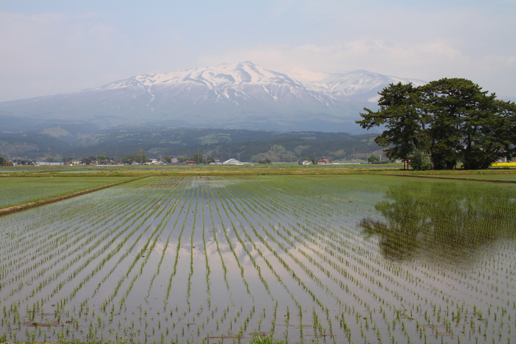 鳥海山麓の春その５