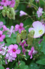 花に小判　その２