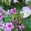 花に小判　その２
