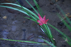 落ち葉の行方　その１