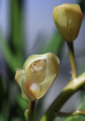 シンビの開花　その１