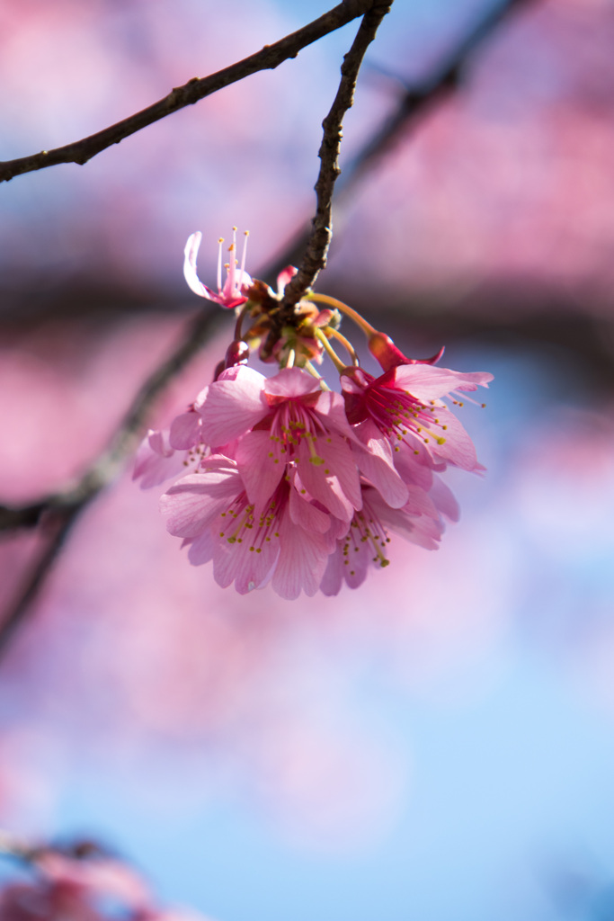 桜咲く