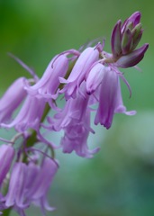 シラー・カンパヌラータ